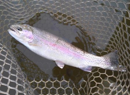 大安トラウトレイク釣果